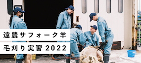 今年もサフォーク羊の毛刈りシーズン