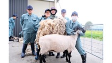 羊の毛狩り