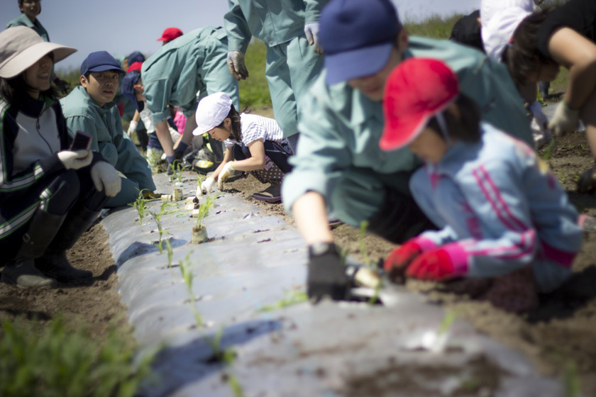 トウモロコシの定植の様子