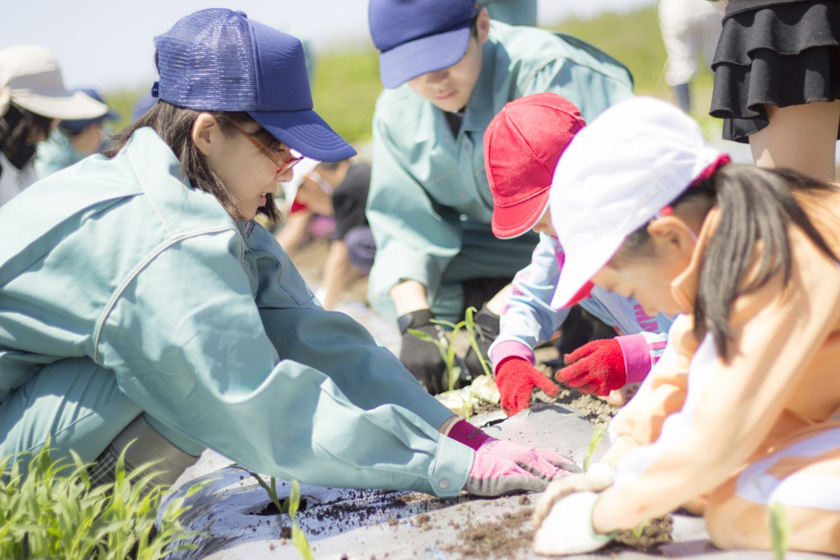 トウモロコシの定植の様子 