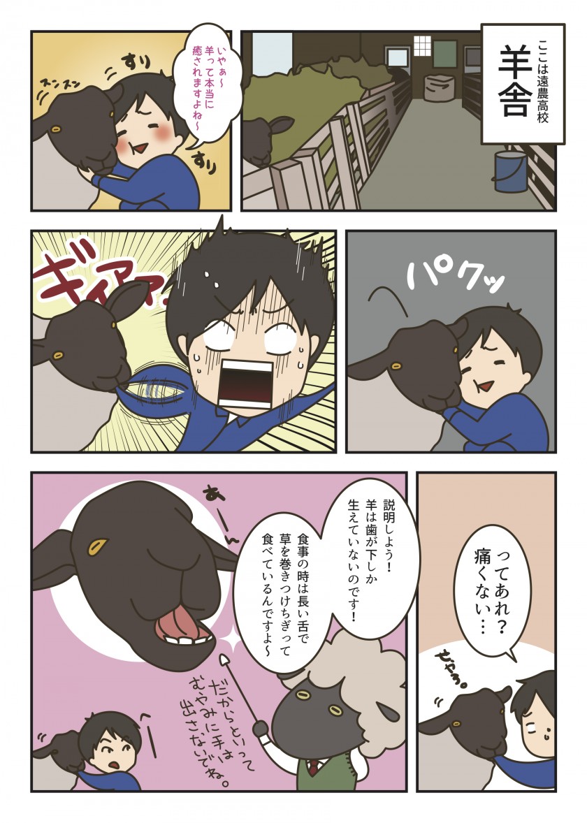 遠農4コマ第9話-羊に噛まれても痛くないのはなぜ?